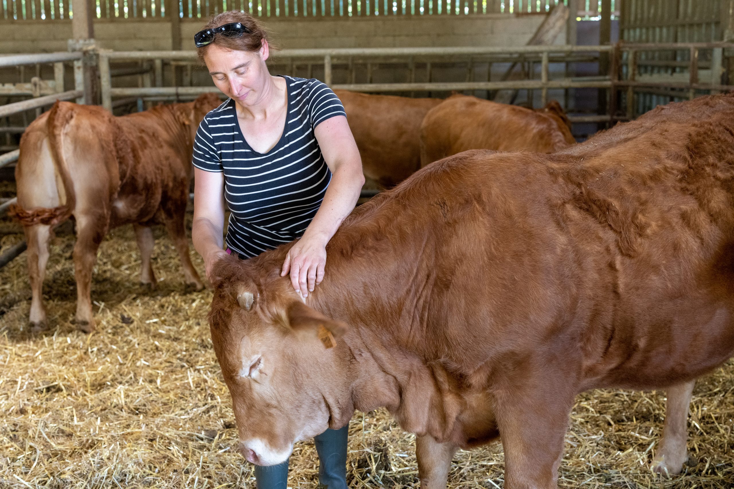 Agriculture de viande bovine