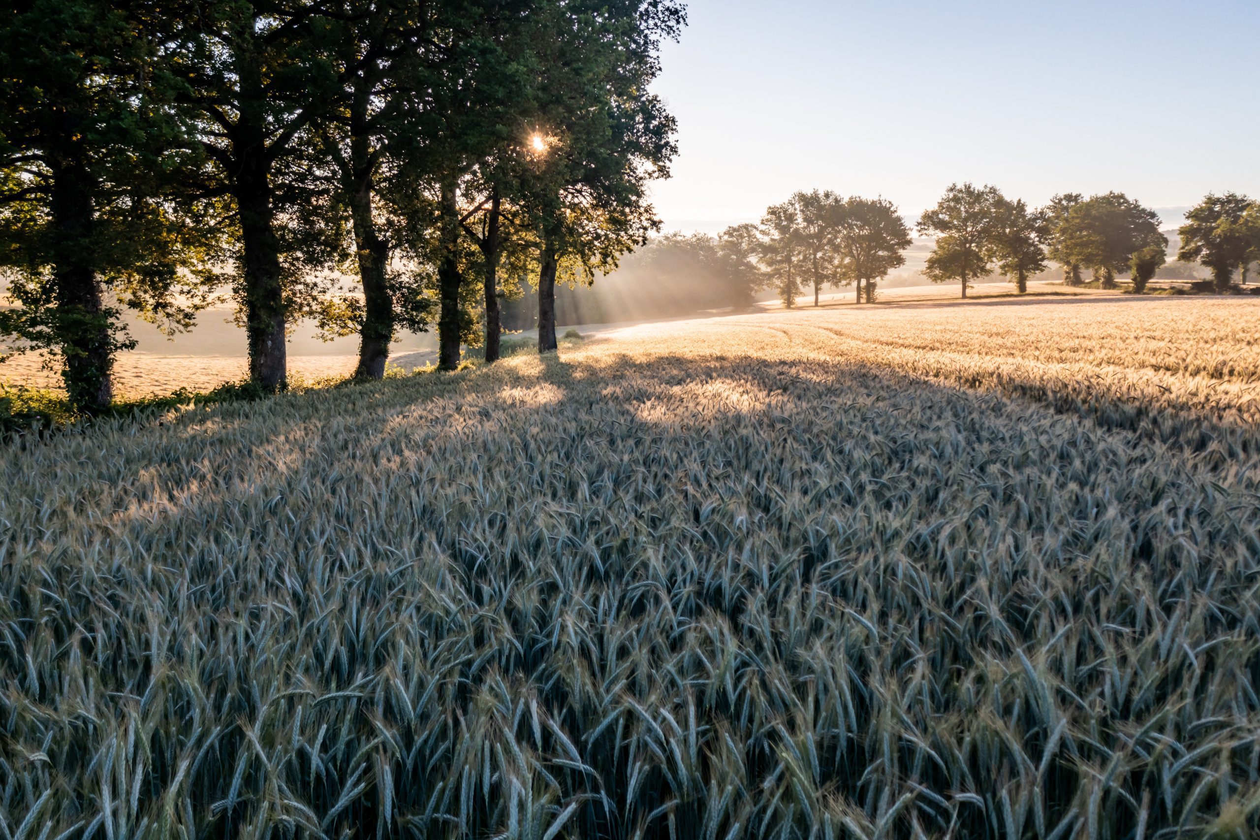 Céréales qui nourrissent des veaux de qualité