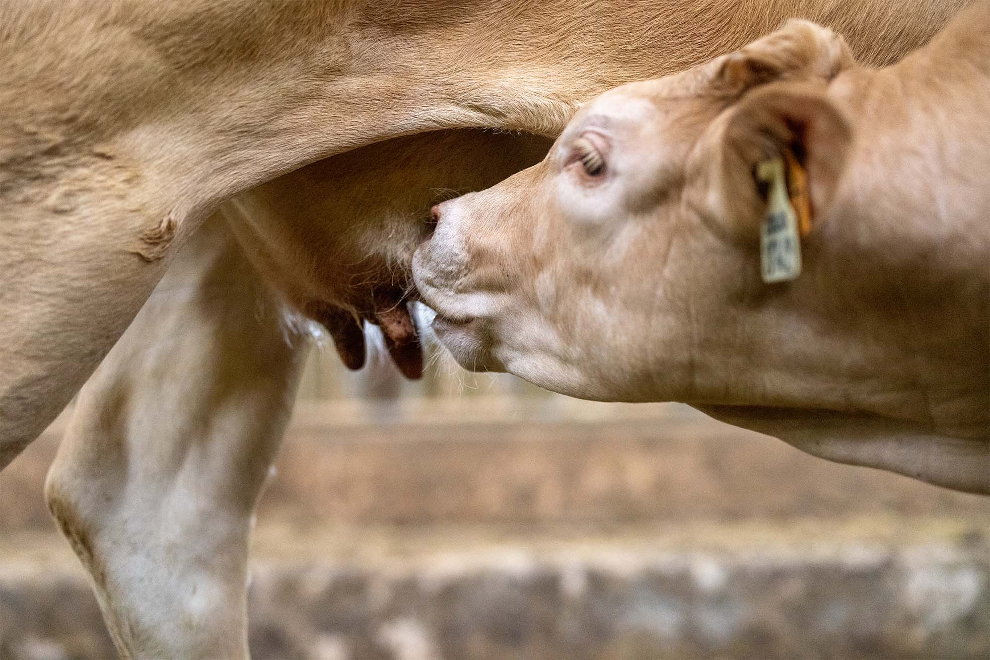 Veau qui tête sa mère