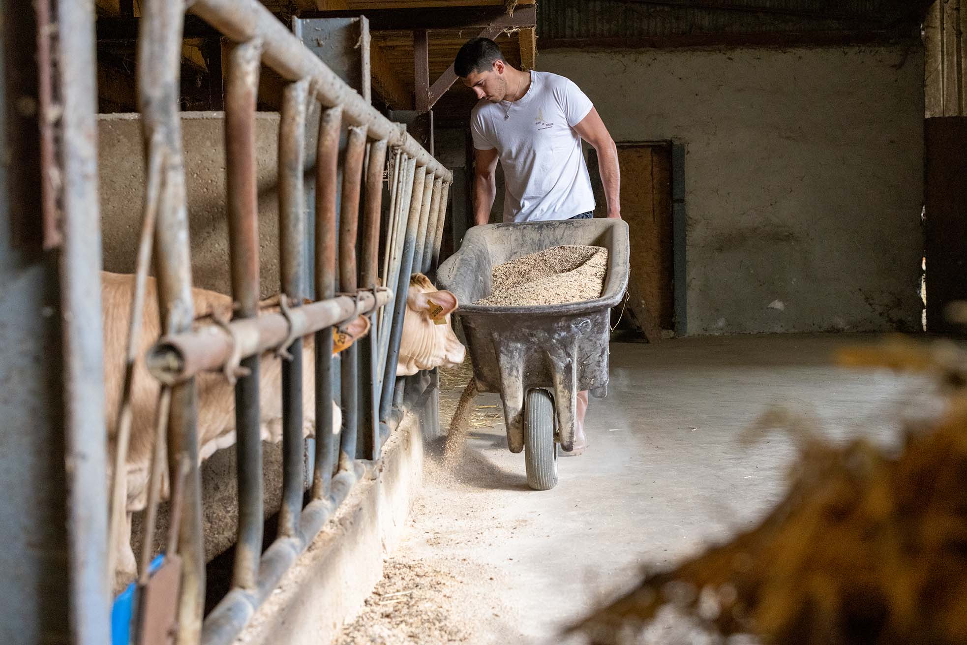 Eleveur s'occupant de son bétail