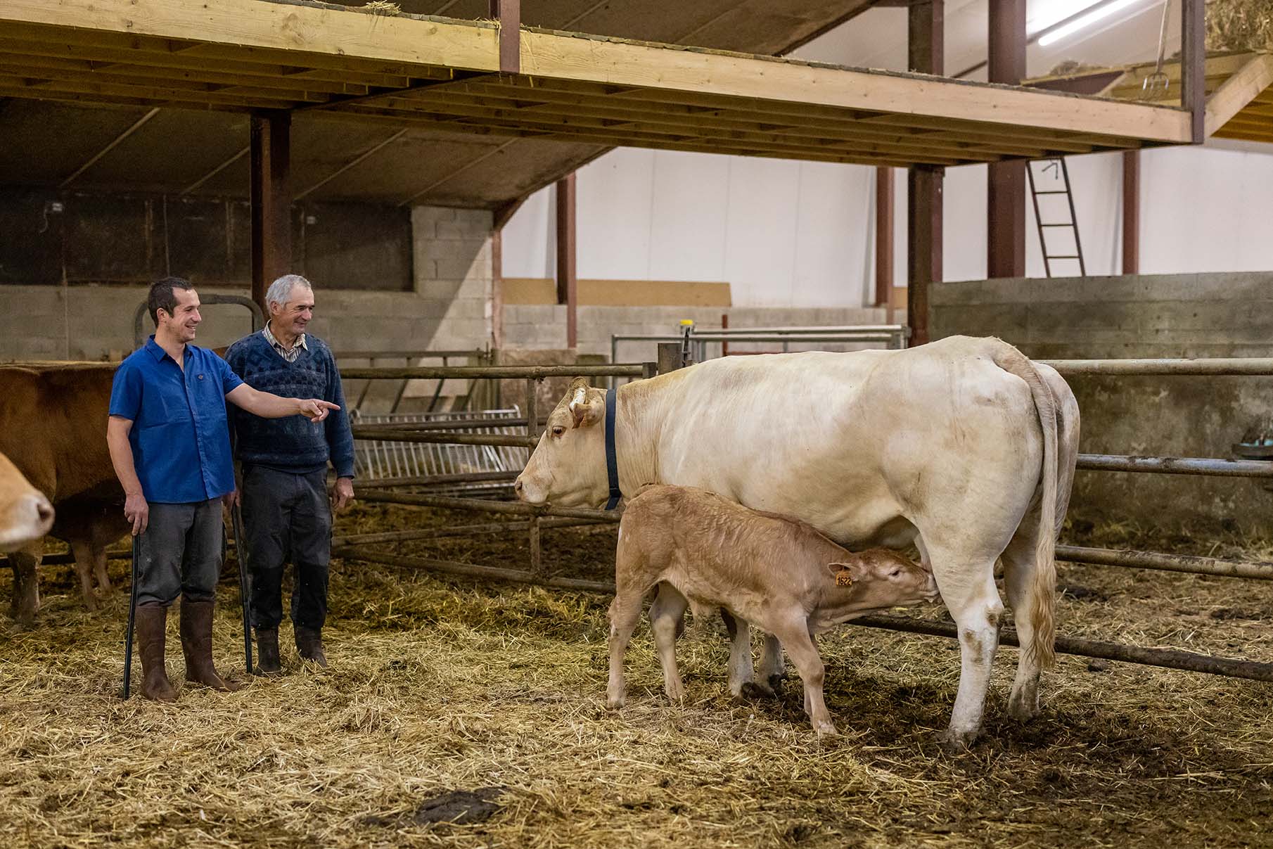 Le veau reste longtemps avec sa mère avant de partir en boucherie